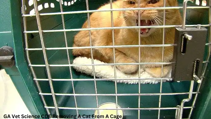 GA Vet Science CDE Removing A Cat From A Cage